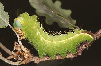 Antheraea yamamai: saturnide