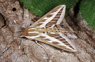 Bruco di Hyles livornica, Sphingidae