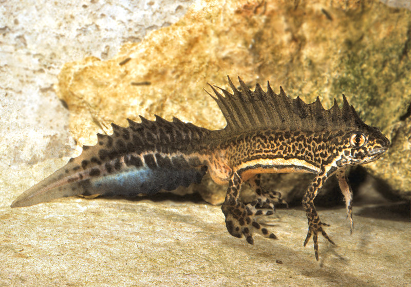 Il drago: Triturus (Ommatotriton) vittatus ophryticus
