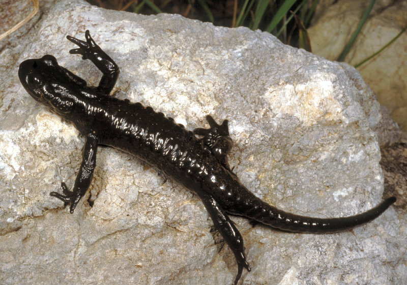 Salamandra atra aurorae