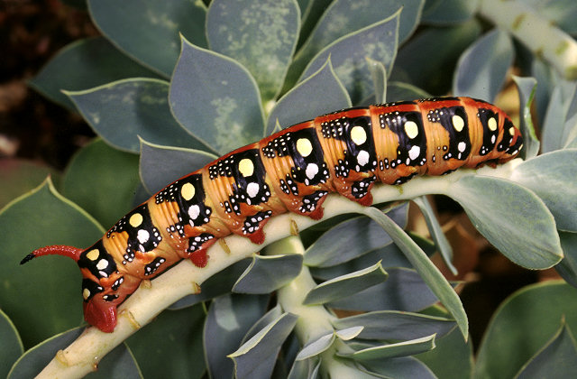 Quiz entomologico...