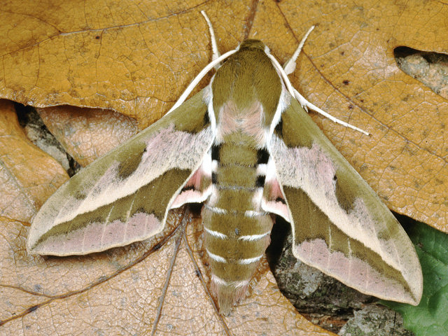 Quiz entomologico...
