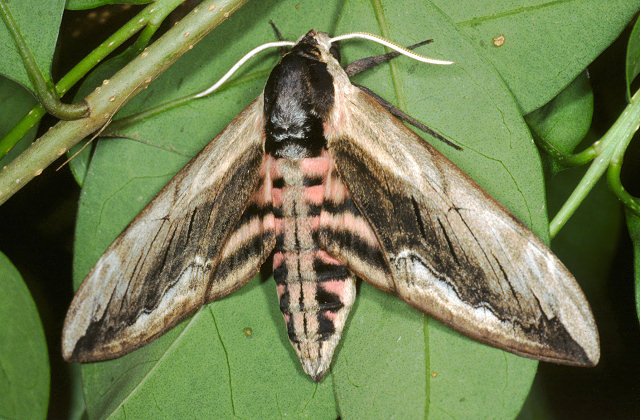 Grossi bruchi settembrini