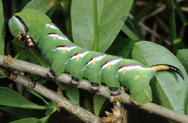 Grossi bruchi settembrini