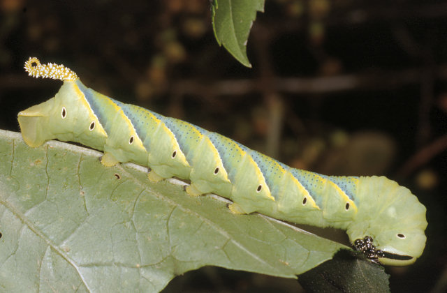 Grossi bruchi settembrini