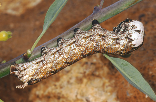 Grossi bruchi settembrini