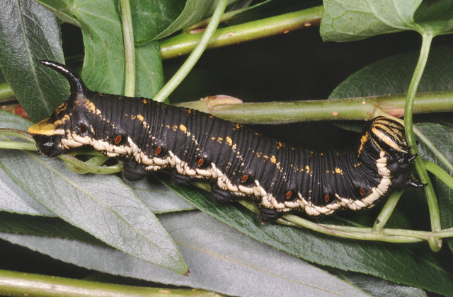 Grossi bruchi settembrini