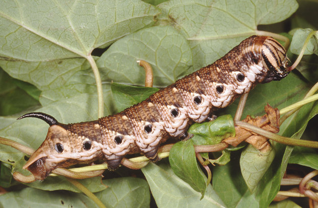 Grossi bruchi settembrini