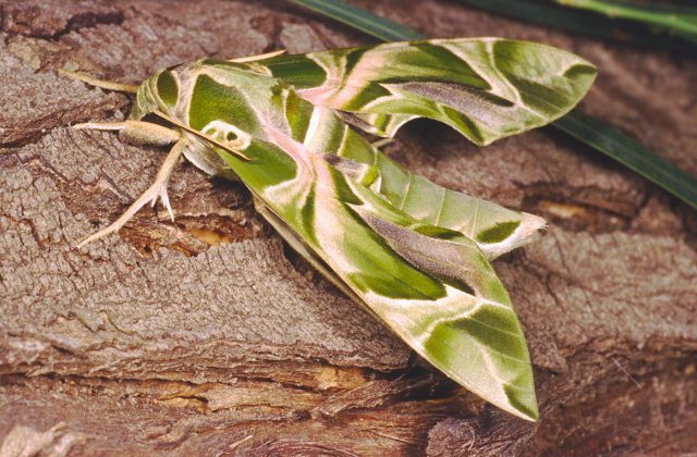 Grossi bruchi settembrini