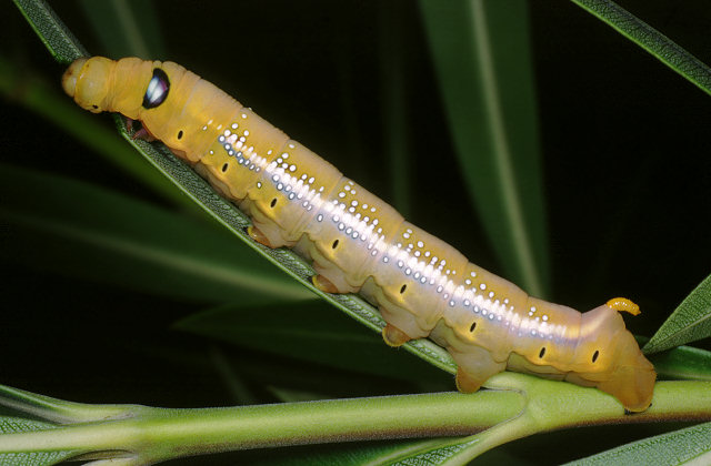 Grossi bruchi settembrini