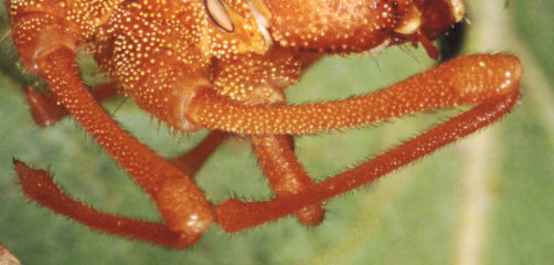 Stauropus fagi