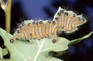 Istruzioni per allevare un Papilio machaon