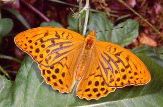 Argynnis paphia