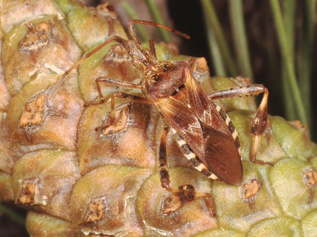 Coreidae: Leptoglossus occidentalis ormai ovunque