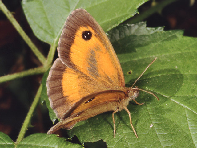 Pyronia tithonus