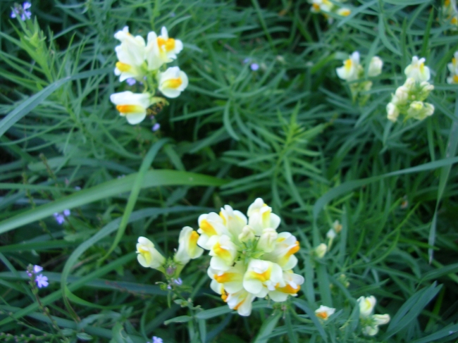 bocche di leone selvatiche - Linaria vulgaris