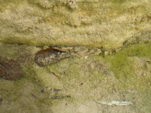 Gobius paganellus (Ghiozzo) e Esox lucius (luccio)