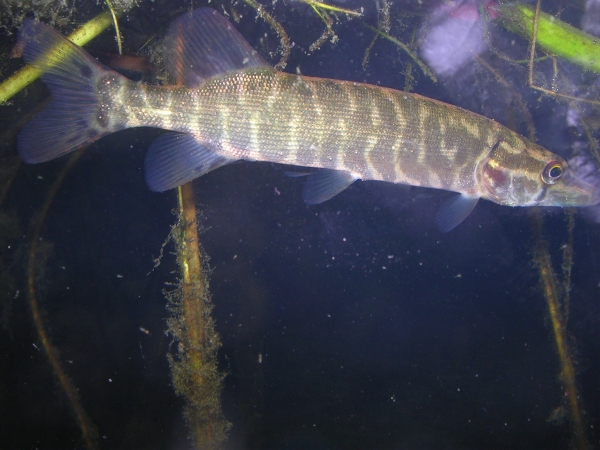 Gobius paganellus (Ghiozzo) e Esox lucius (luccio)