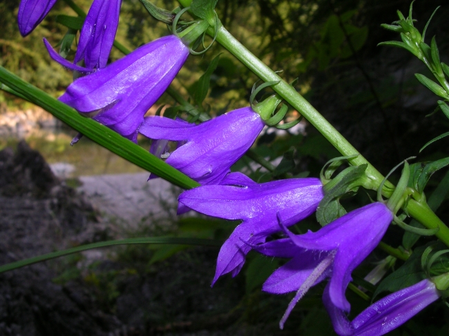 Campanula rapunculoides e ?