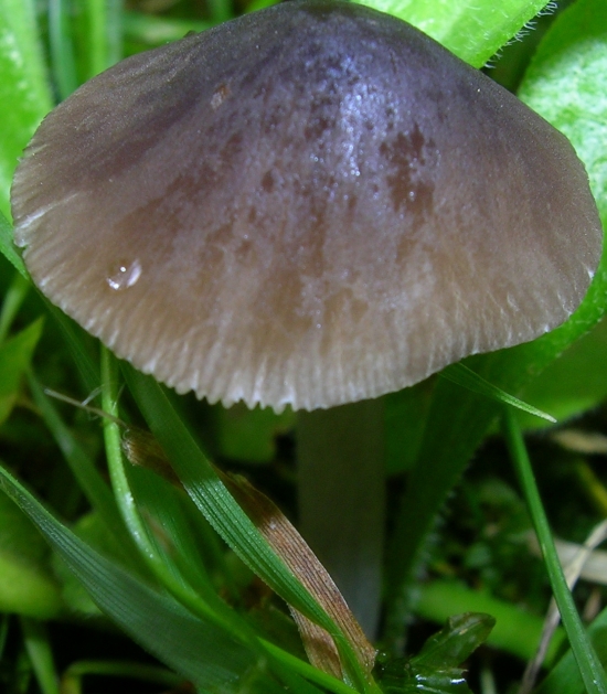 2 funghi a me ignoti