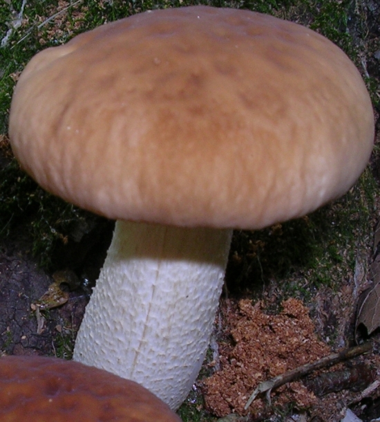 2 funghi a me ignoti