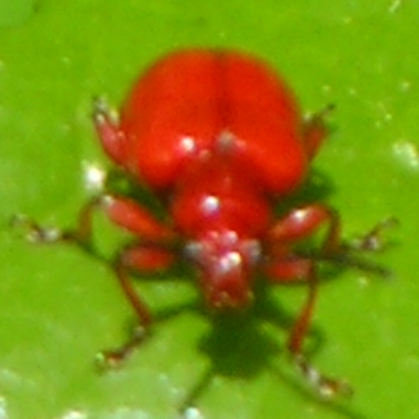 Lilioceris merdigera, Clytra laeviuscula e Crysolina fastuos