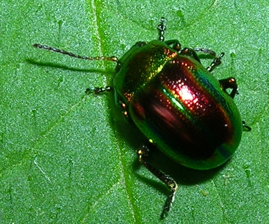 Lilioceris merdigera, Clytra laeviuscula e Crysolina fastuos