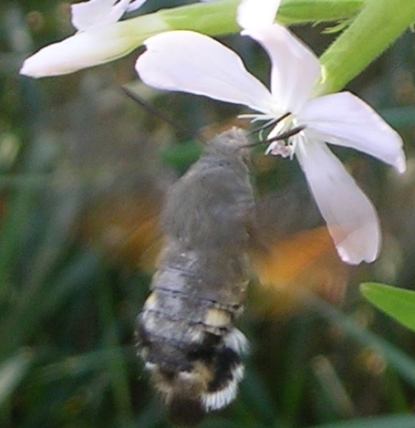 farfalla-colibr - Macroglossum stellatarum