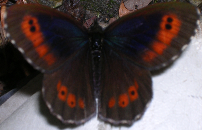 Erebia euryale Maniola jurtina Sphinx pinastri Pieris napi