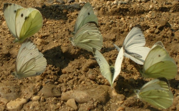 Erebia euryale Maniola jurtina Sphinx pinastri Pieris napi