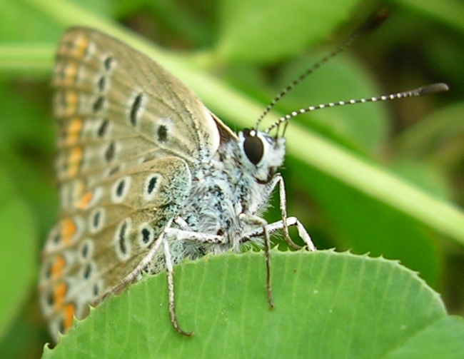 Polyommatus icarus