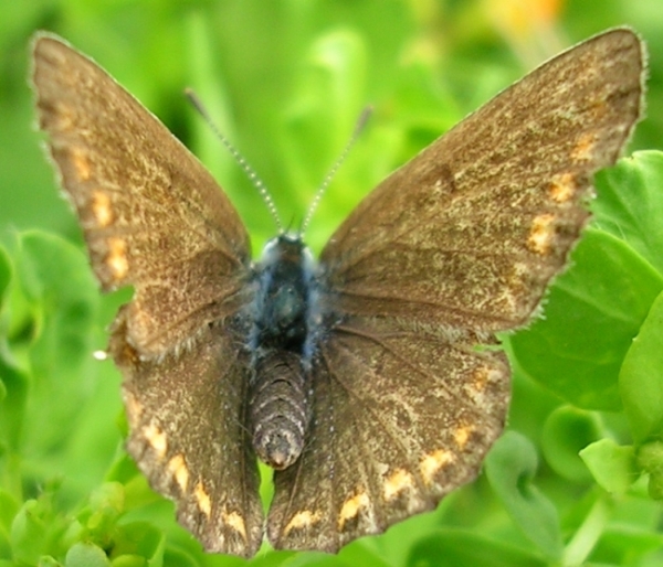 Polyommatus icarus