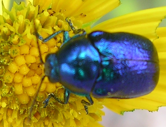 Aegomorphus clavipes, Cetonia aurata e ?