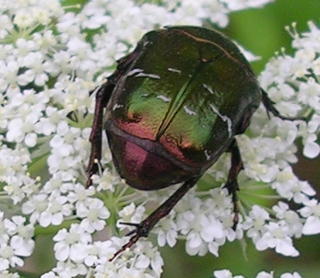 Aegomorphus clavipes, Cetonia aurata e ?