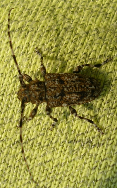 Aegomorphus clavipes, Cetonia aurata e ?