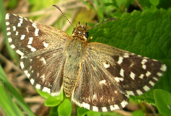 Pyrausta aurata, Semiothisa clathrata, Pyrgus sp.