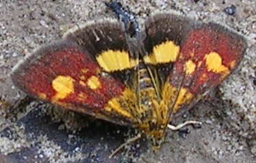 Pyrausta aurata, Semiothisa clathrata, Pyrgus sp.