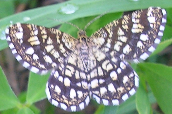 Pyrausta aurata, Semiothisa clathrata, Pyrgus sp.