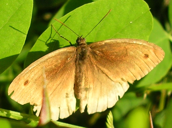 Maniola jurtina e Pieris brassicae