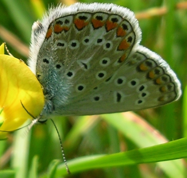 Polyommatus icarus, Satyrus ferula, Zygaena transalpina