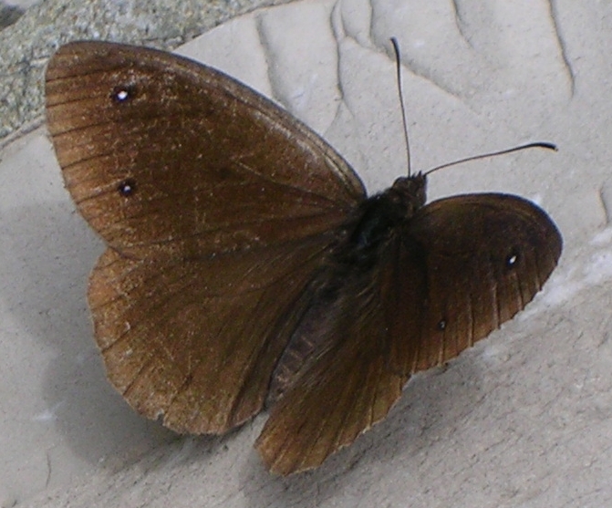 Polyommatus icarus, Satyrus ferula, Zygaena transalpina