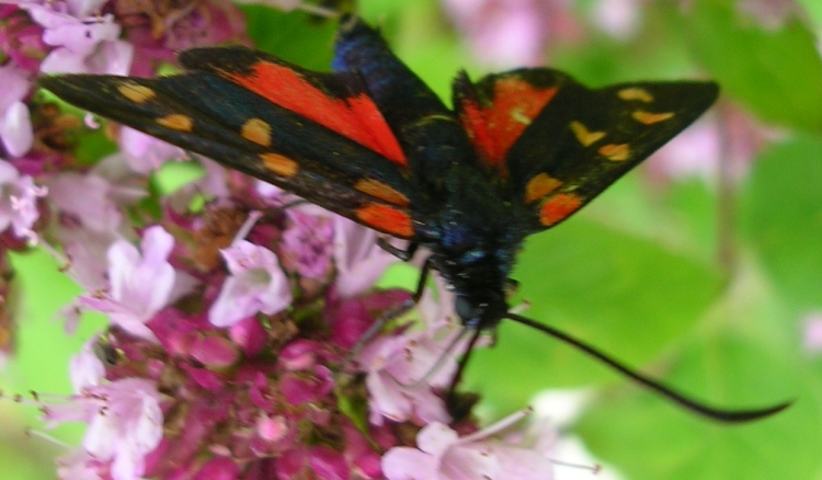 Polyommatus icarus, Satyrus ferula, Zygaena transalpina