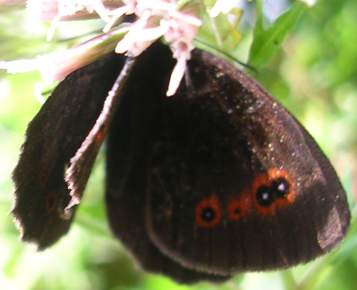 Erebia aethiops