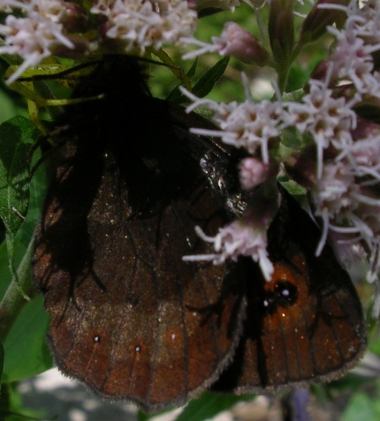 Erebia aethiops