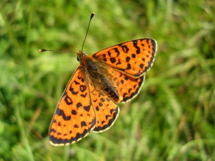 Melitaea phoebe,Maniola jurtina,Minois drias,Lycaena tityrus