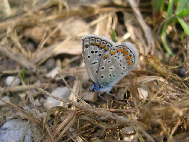 Polyommatus icarus e Colias sp.