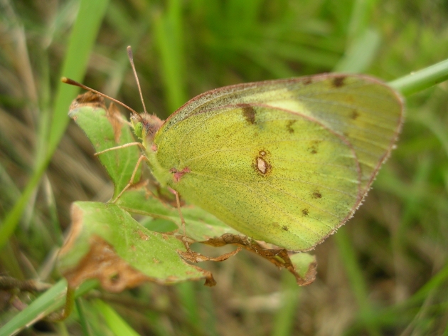 Polyommatus icarus e Colias sp.