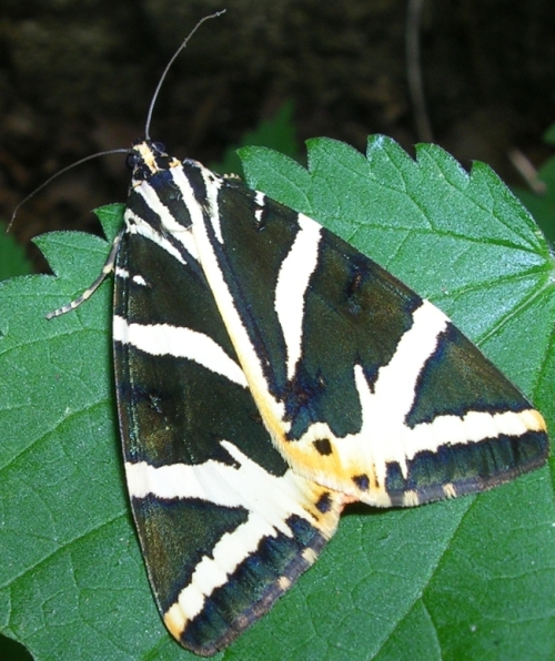 Quercusia quercus