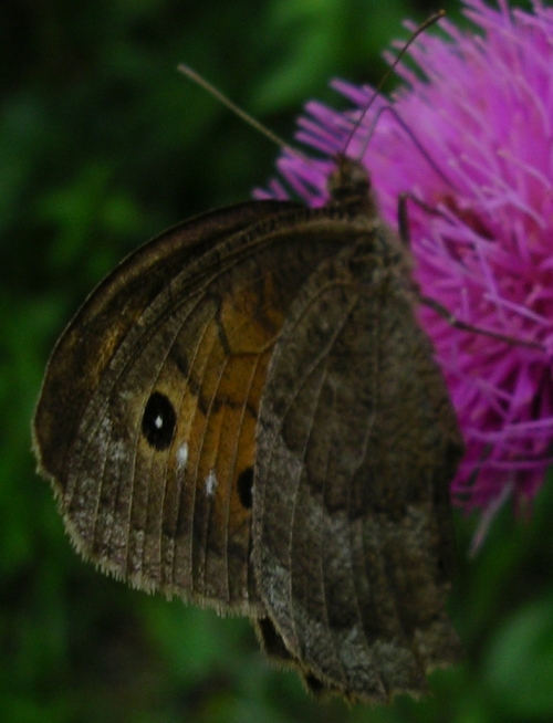 Quercusia quercus