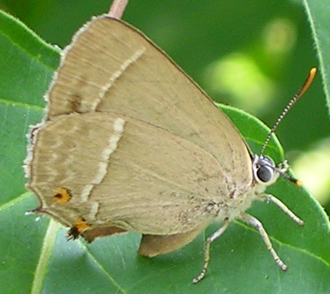 Quercusia quercus